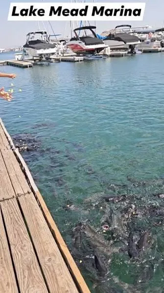 Carp swarming the boat dock at Lake Mead Marina while a guest tosses popcorn