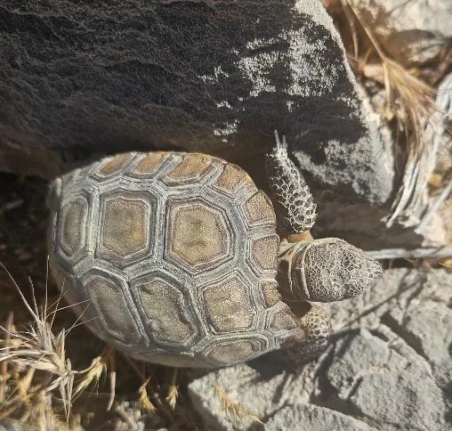 A desert tortoise tucked beside a rock on the trail